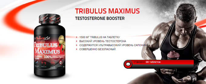 Tribulus Maximus бустер тестостерона на основе эксттракта растения трибулуса террестиса